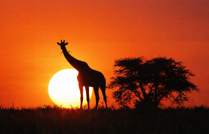 Afrika Turlarıyla Vahşi Doğayı Keşfet Safari, Şarap Bağları ve Cape Town